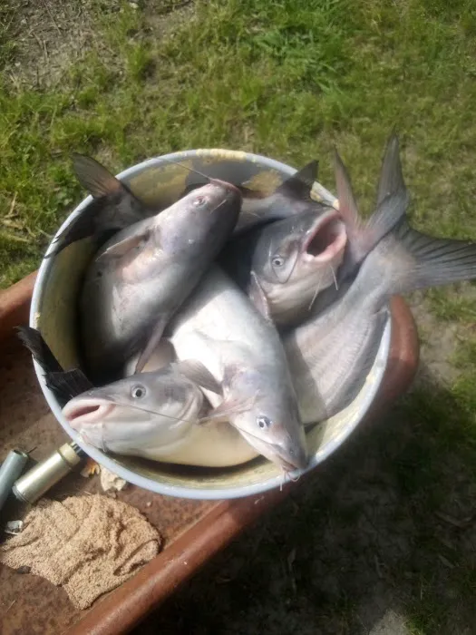 Lake Livingston Fish n Camp RV park Picture 7