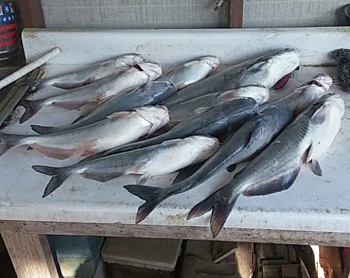 Lake Livingston Fish n Camp RV park Picture 8