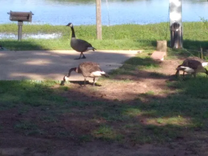 Big Steve's RV Park Picture 4