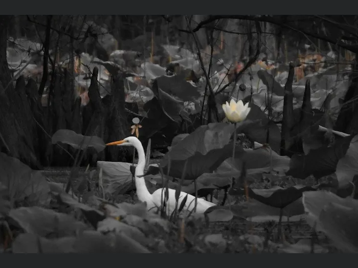 Pine Island RV Park Picture 9