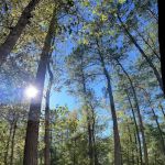 Made in the Shade RV Park