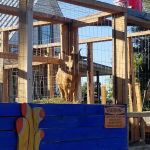 Fabulous Bok Vegas Texas