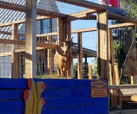 Fabulous Bok Vegas Texas