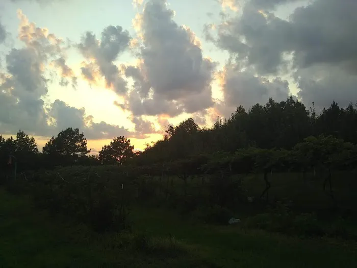 Rustic Pines RV Park of Hawkins, Texas Picture 2
