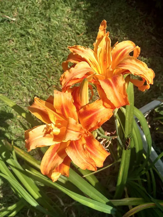 Village Green Mobile Home Park Picture 1