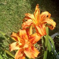 Village Green Mobile Home Park ico