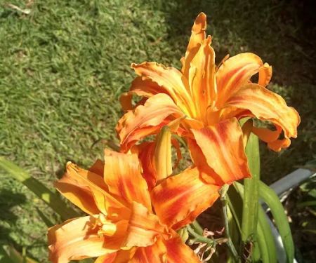 Village Green Mobile Home Park