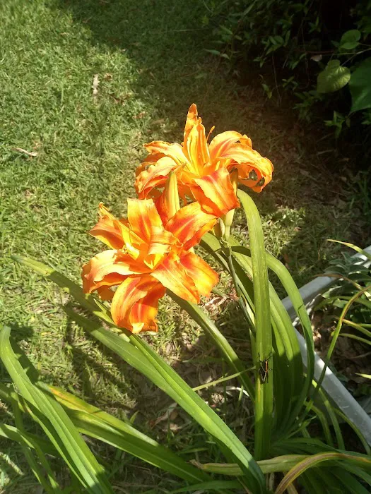 Village Green Mobile Home Park Picture 2