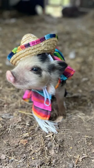 Pylant Farm Picture 2