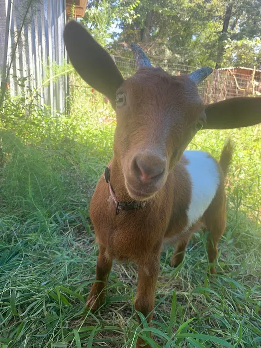 Pylant Farm Picture 3