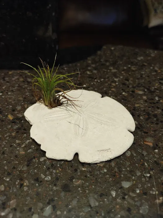 Castle Oaks RV Park Picture 8