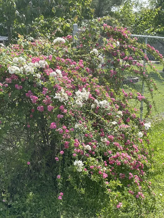 Pecan Grove RV Park Picture 6
