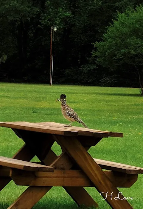 Firetower RV Park Picture 5