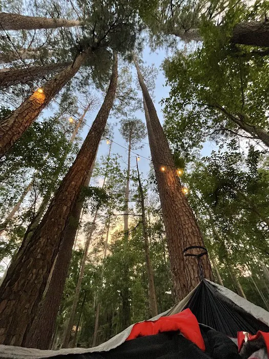 Rustic Pine RV Resort Picture 6