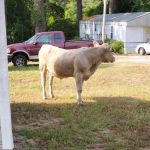 Evergreen mobile home