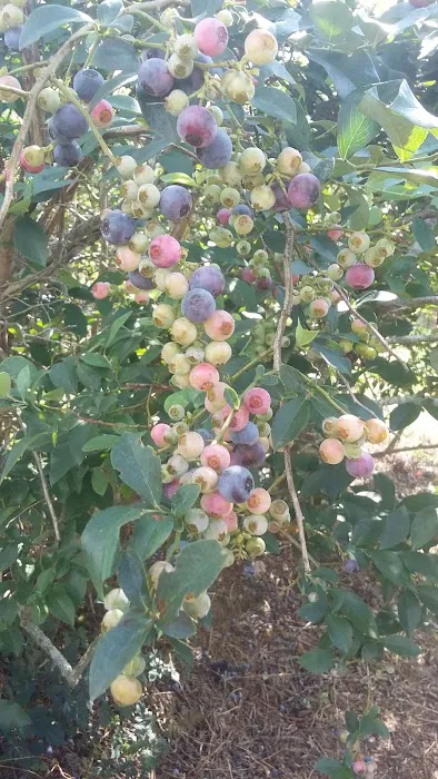 Drew Mobile Home Park Picture 1