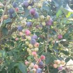 Drew Mobile Home Park