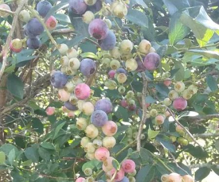 Drew Mobile Home Park