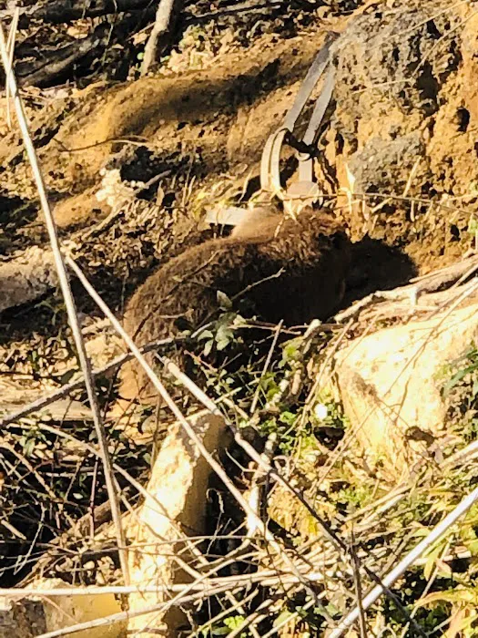 Cheniere Lake Mobile Home Park Picture 5