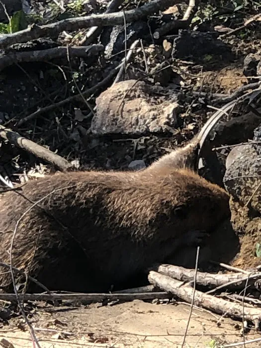 Cheniere Lake Mobile Home Park Picture 4