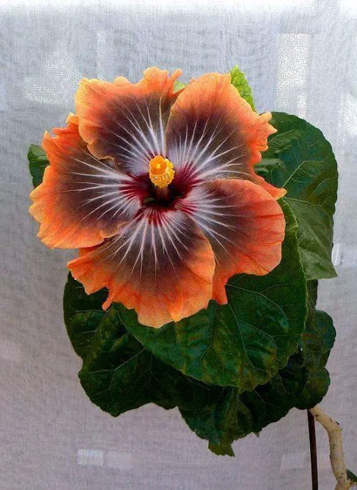 Meadow RV Park Picture 8