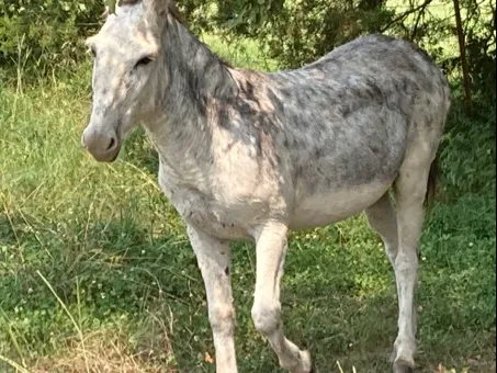 Ramblin Fever RV Park Picture 10