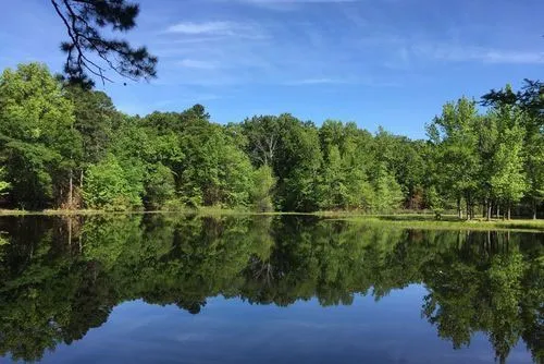 Shady Pines RV Park Picture 7