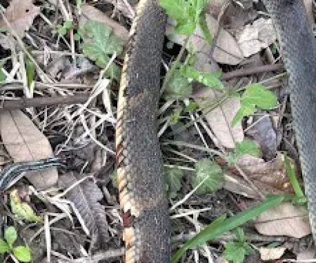 Pankey Road Mobile Home Park