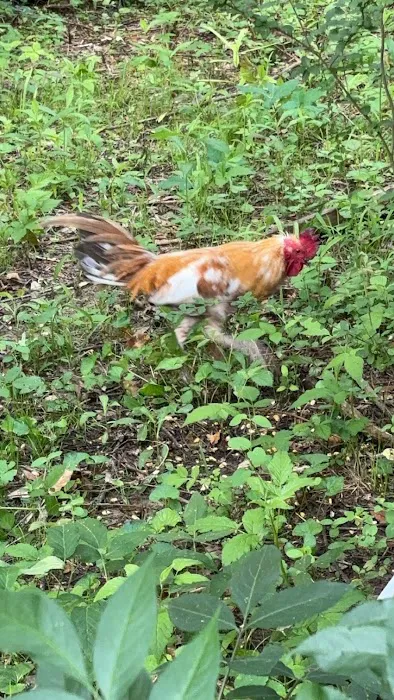 Pankey Road Mobile Home Park Picture 2