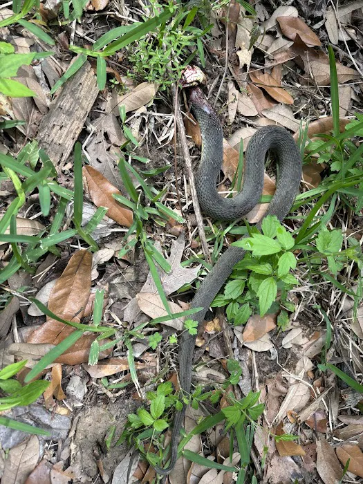 Pankey Road Mobile Home Park Picture 3