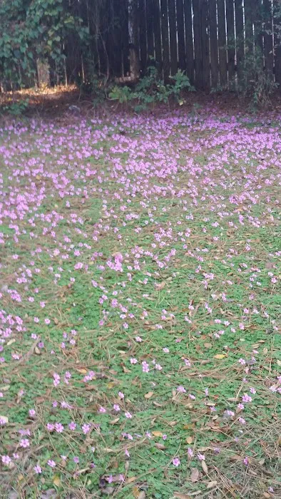 Darbonne Mobile Home Park Picture 1