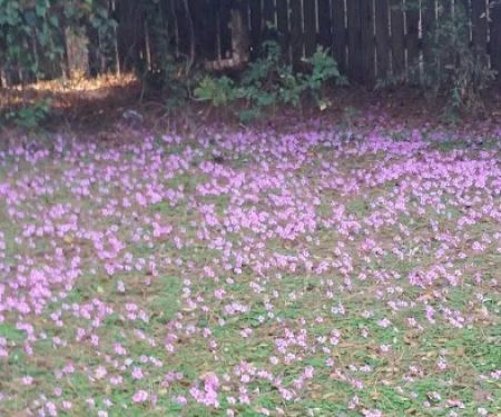 Darbonne Mobile Home Park