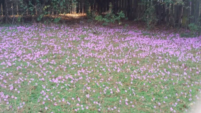 Darbonne Mobile Home Park Picture 2