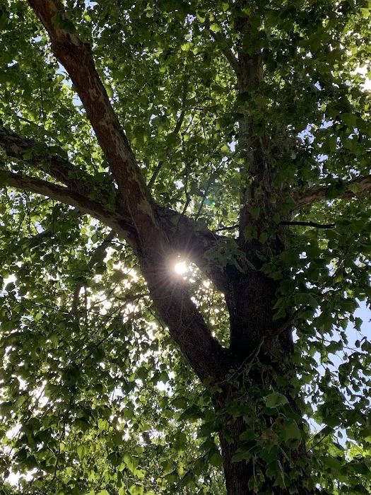 Bayou Boeuf RV & Campgrounds Picture 8