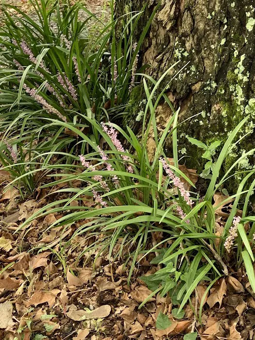 Bayou Boeuf RV & Campgrounds Picture 6