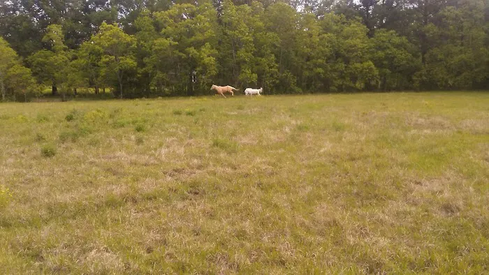 Oak Alley Mobile Home Park Picture 6