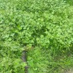 Packard's Trailer Park