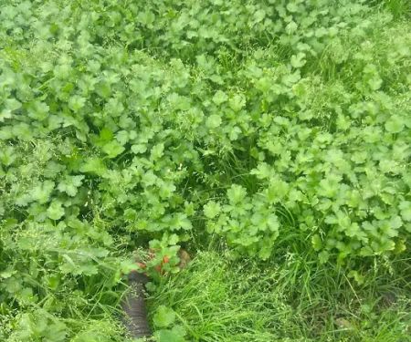 Packard's Trailer Park