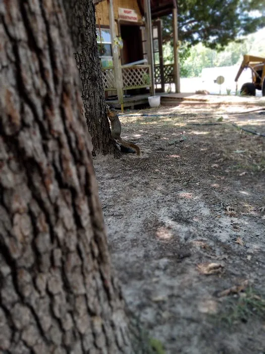 Willow Branch RV Park Picture 5