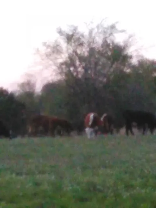 Lone Star RV Ranch Picture 10