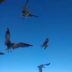 Lake Cypress Springs RV Park