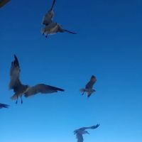 Lake Cypress Springs RV Park ico