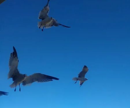 Lake Cypress Springs RV Park