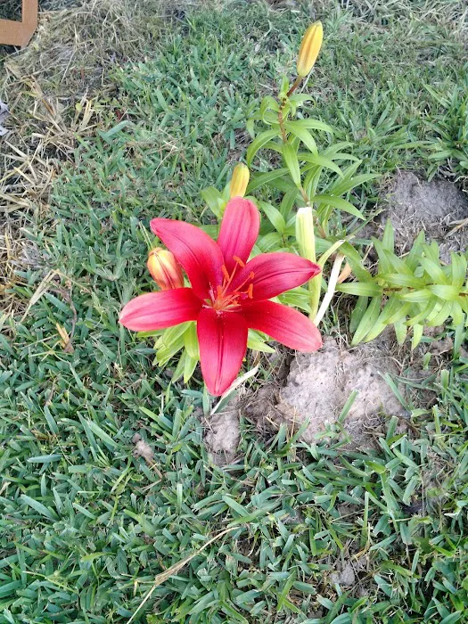 Azalea Garden Community Picture 10