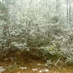 Bayou Forest Village