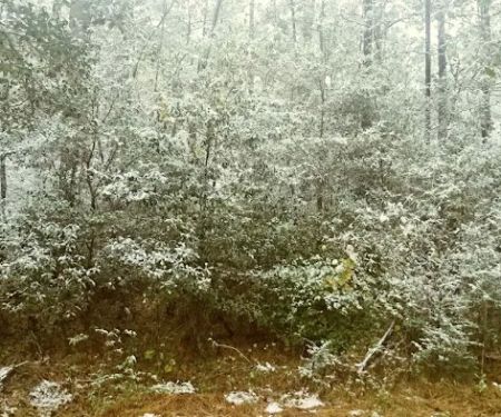 Bayou Forest Village