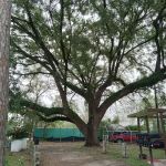 SHADY OAKS MOBILE HOME PARK LLC