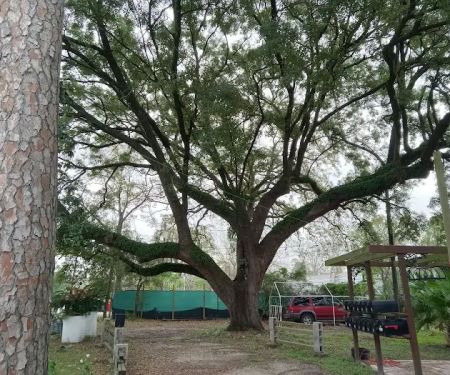 SHADY OAKS MOBILE HOME PARK LLC