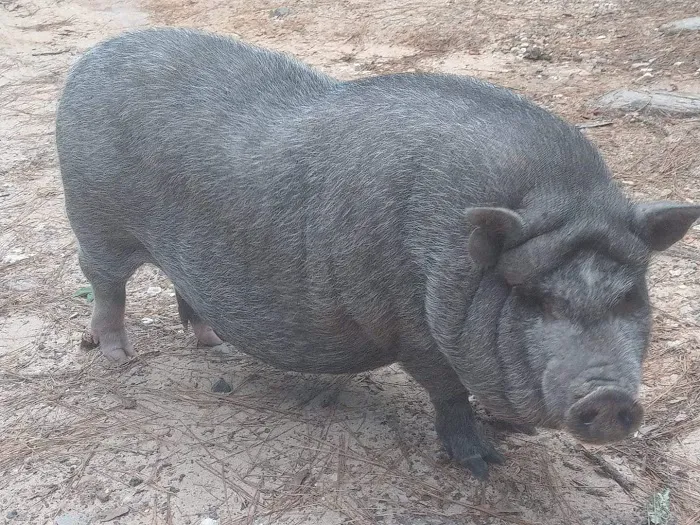 Lake Conroe RV Park Picture 3