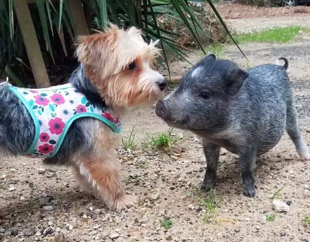 Lake Conroe RV Park Picture 1